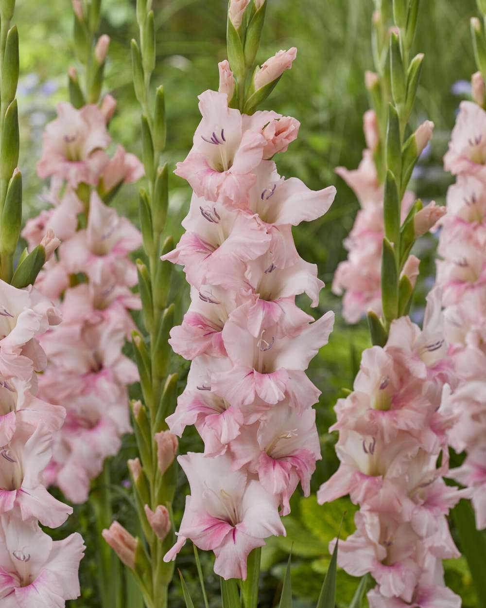 Gladiolus 'Adrenalin'